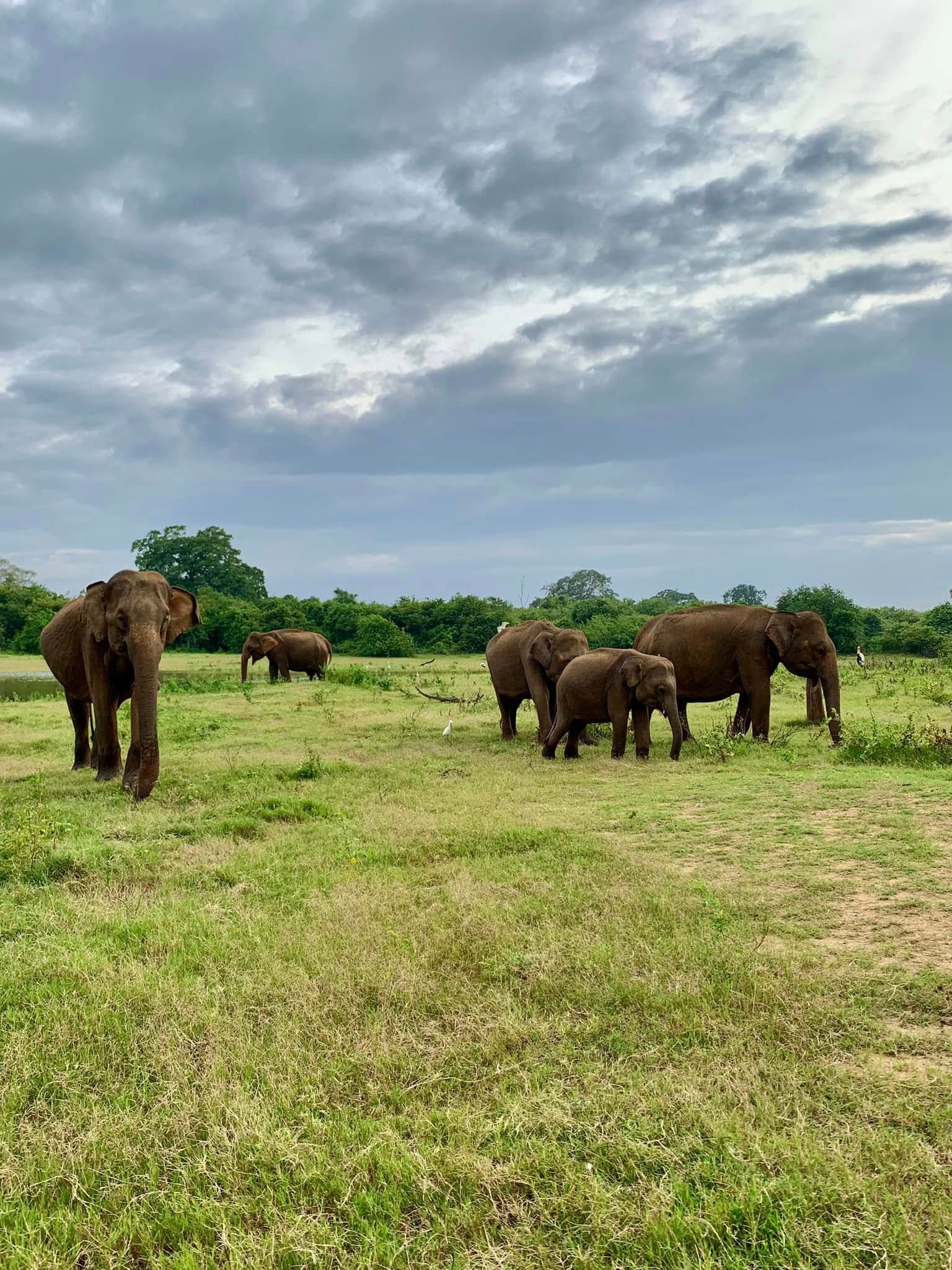 Close-up of two baby elephants sheltering together in long grass at Udawalawe