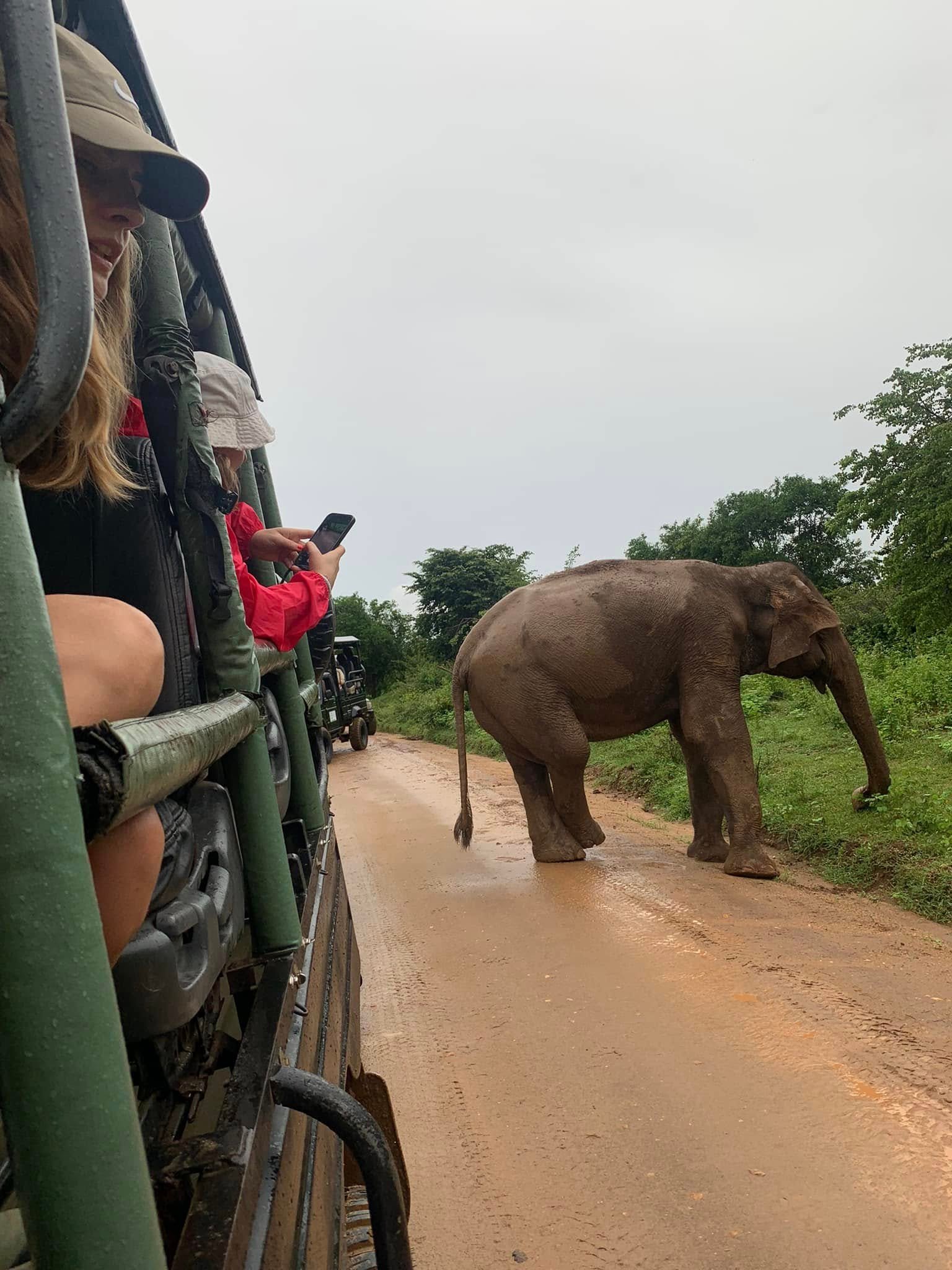 Large Sri Lankan elephant standing beside safari jeep on muddy park track