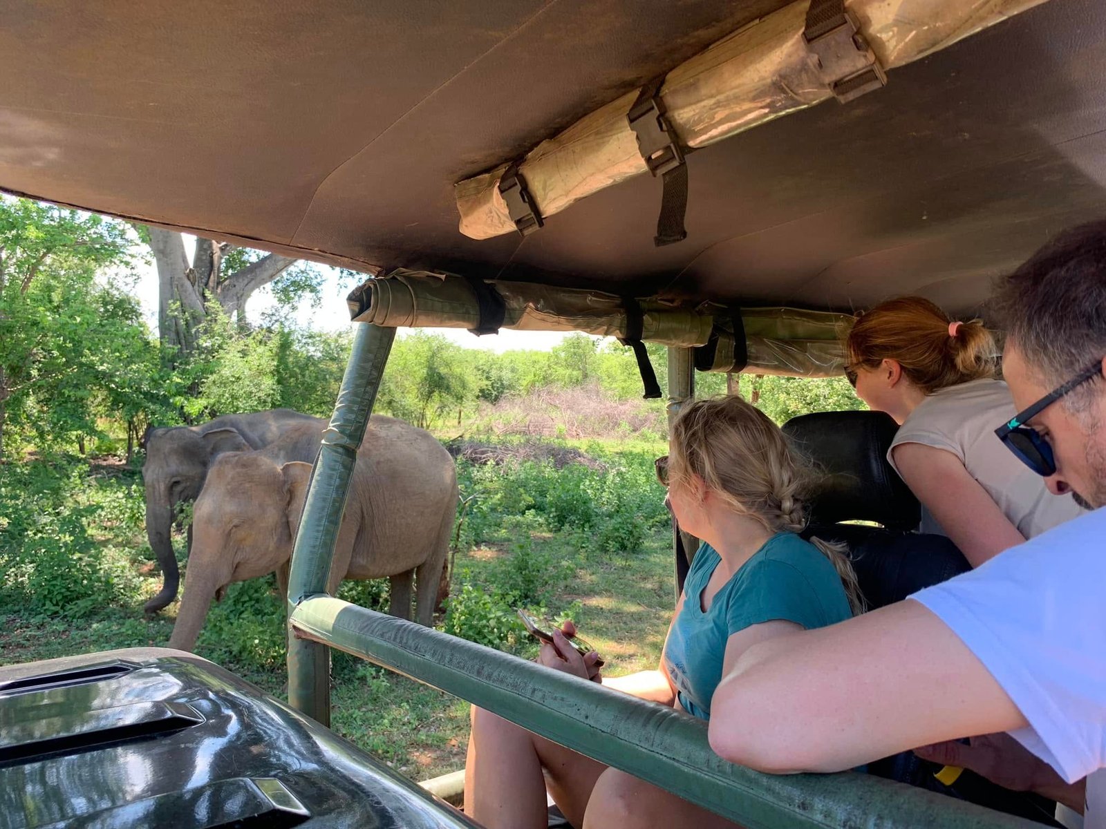 Safari guide watching elephants cross the sandy track inside Udawalawe National Park