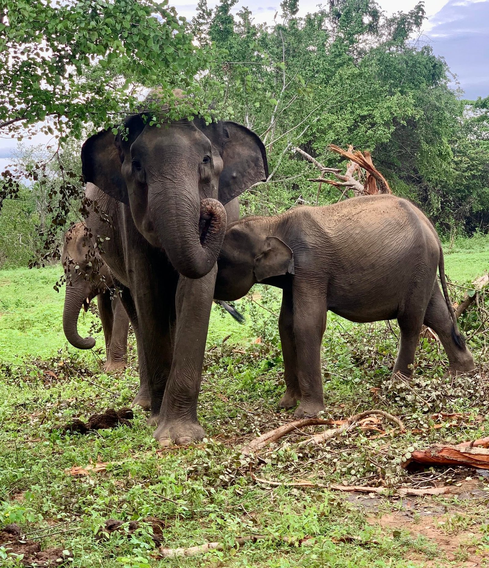 Mother elephant and baby elephant calf in Udawalawe National Park